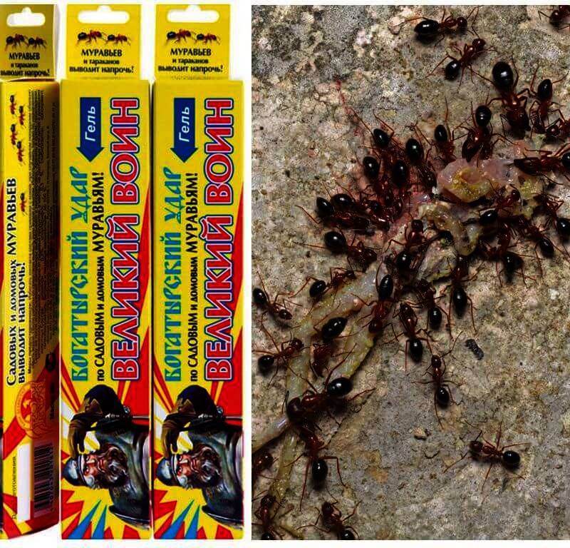 Как избавиться от муравьев в бане: народными и химическими средствами  