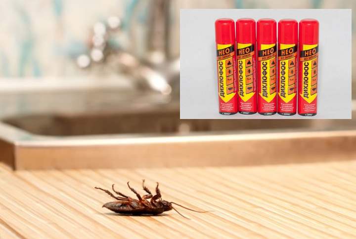 Как избавиться от тараканов: 9 средств для их уничтожения - домашних и покупных