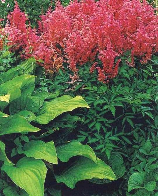 Тенелюбивые растения для сада: 15 лучших видов цветущих все лето
