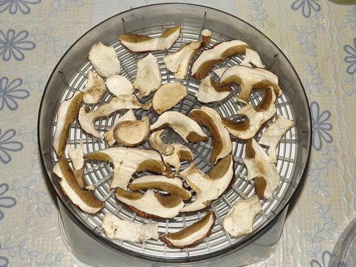 Как сушить грибы в домашних условиях правильно, какие можно и нельзя сушить