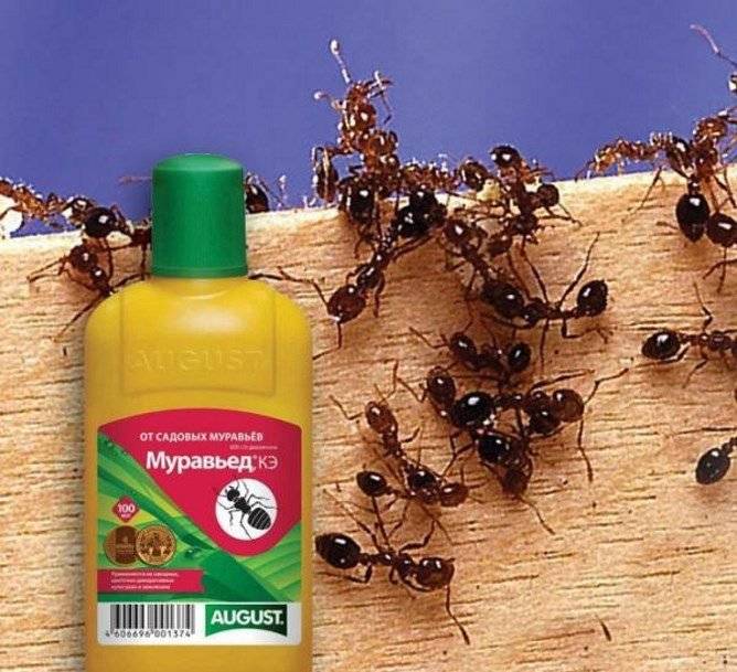 Как избавиться от муравьев в доме навсегда. средства для борьбы с муравьями