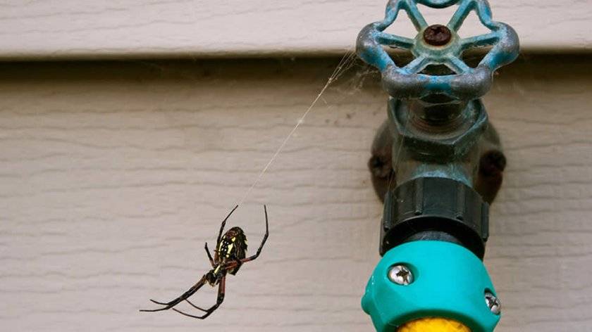 Как избавиться от пауков в частном доме и квартире навсегда: лучшие средства и отравы