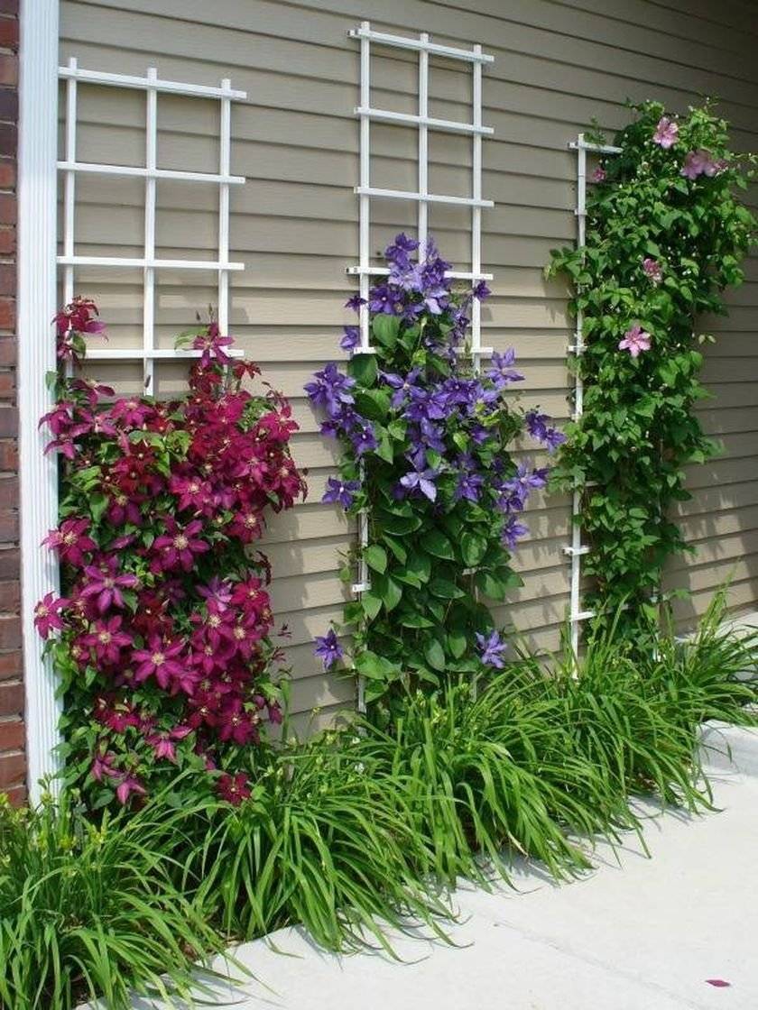 Идеальные растения для украшения дворов и комнат - лианы: описание, фото цветка и виды