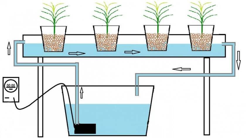 Как вырастить клубнику при помощи гидропоники в домашних условиях