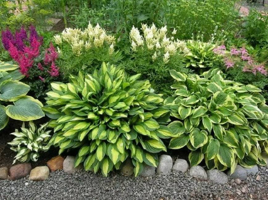 Многолетние тенелюбивые растения для сада (52 фото): неприхотливые цветы и теневыносливые кустарники-многолетники, цветущие все лето