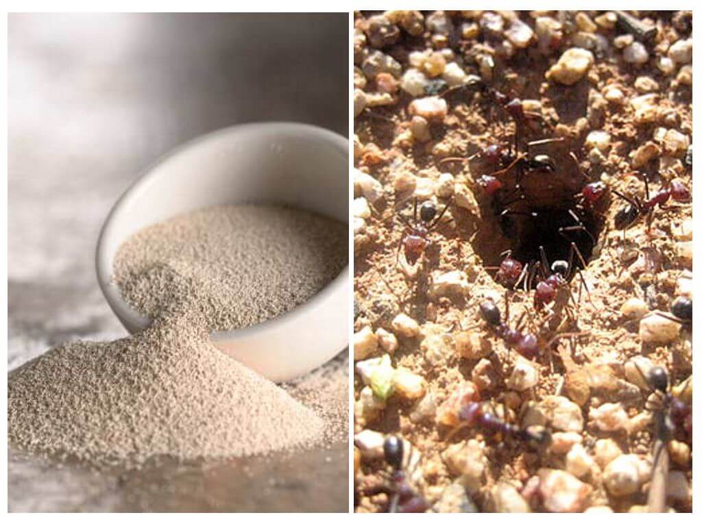 Как избавиться от домашних муравьев: промышленные и народные методы
