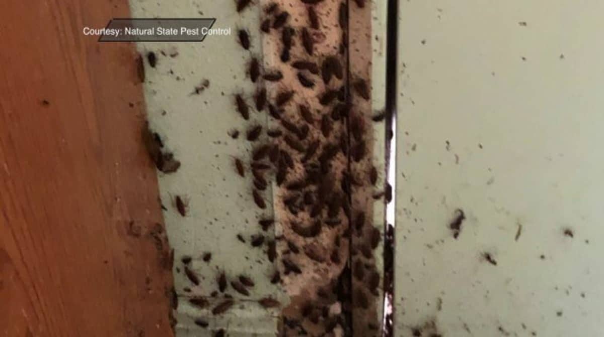 Тараканы в квартире: откуда берутся и как избавиться, профилактические меры