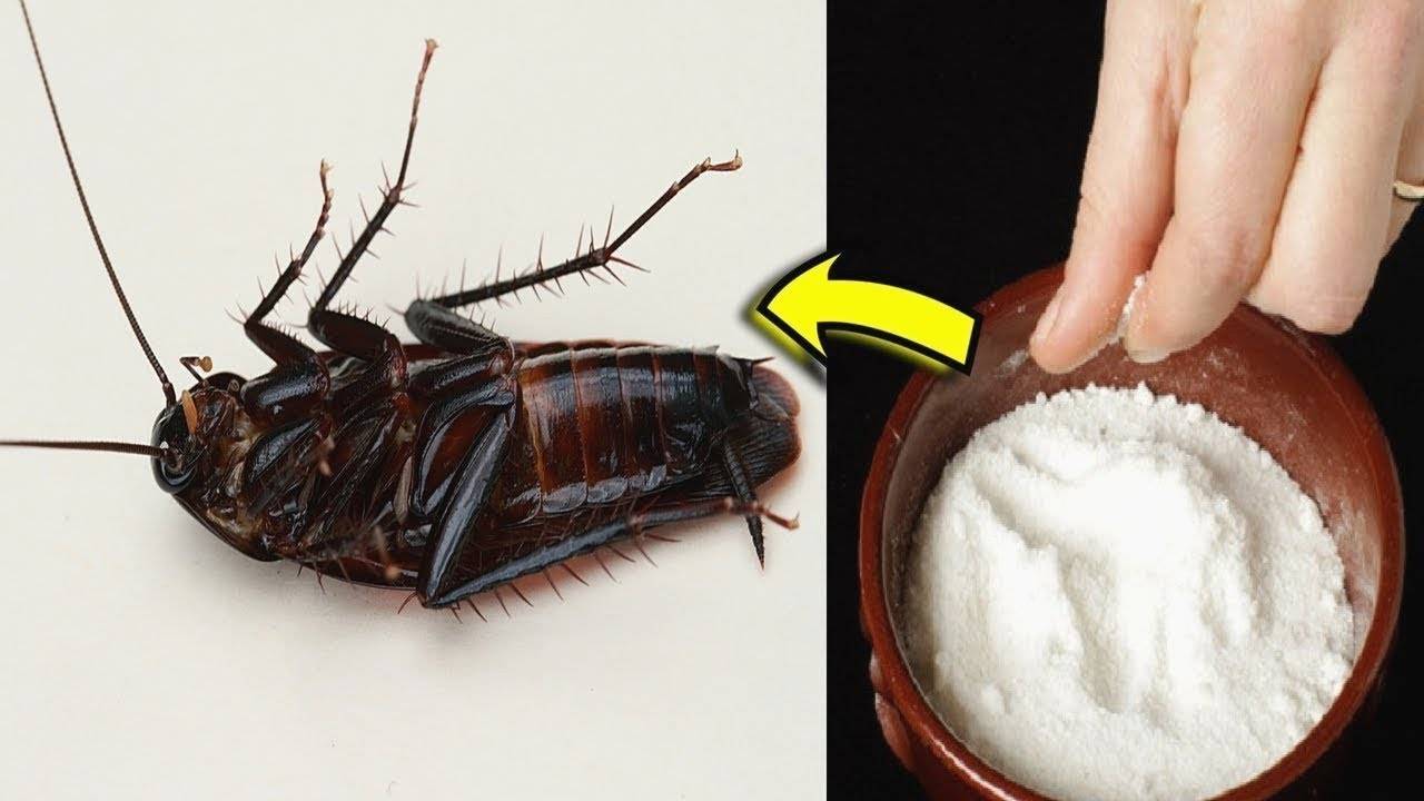 Как вывести тараканов в домашних условиях: из квартиры, дома, холодильника