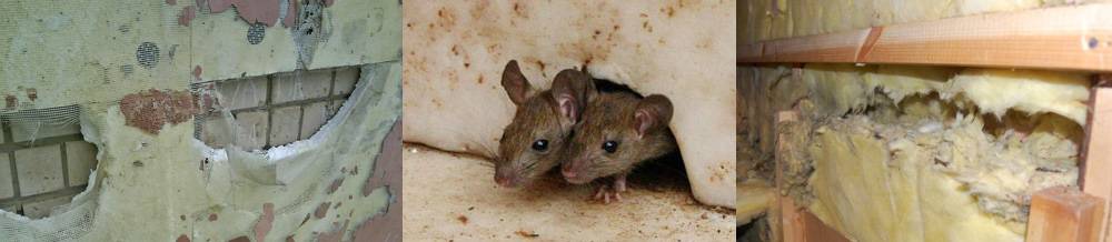 Как избавиться от мышей в каркасном доме: лучшие способы борьбы и профилактики
