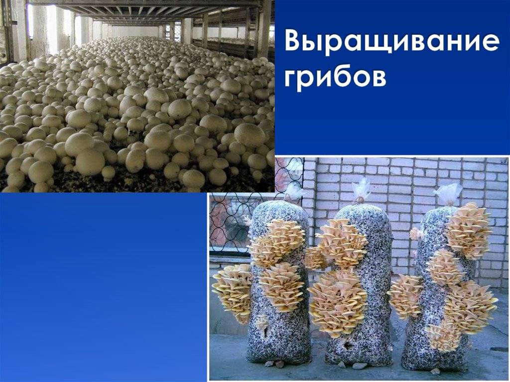 Выращивание грибов в домашних условиях для новичков