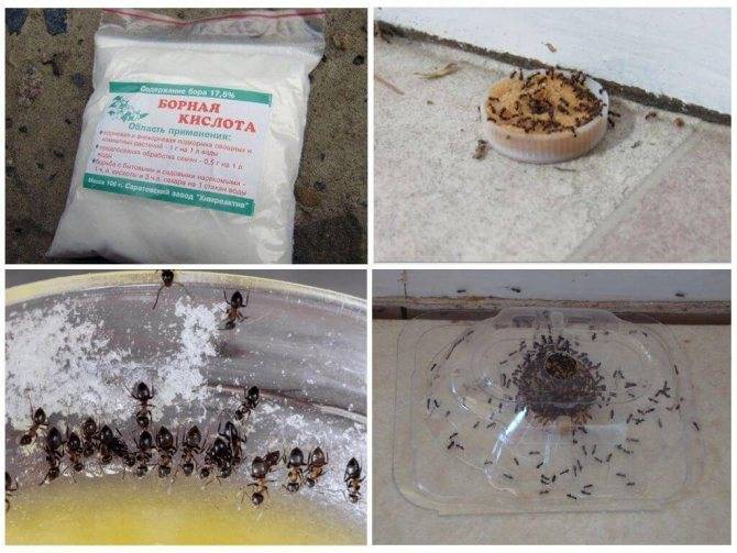 Выводим муравьев из бани народными и другими средствами