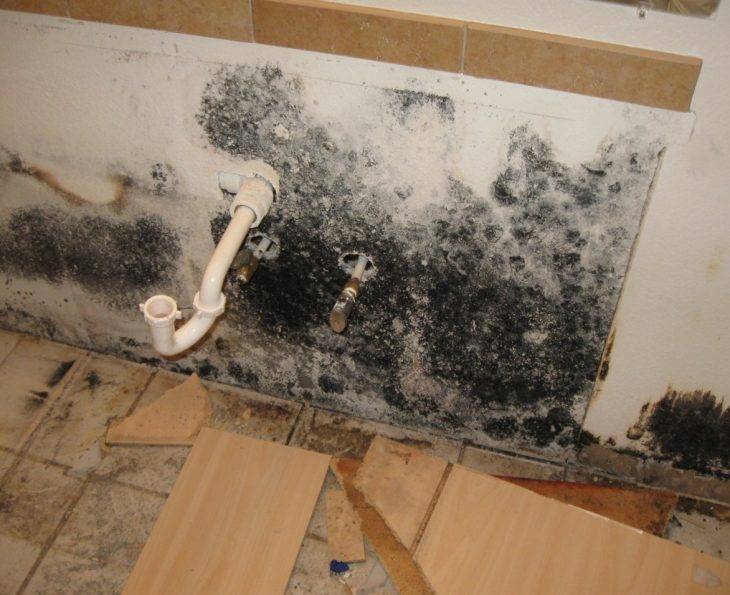 Грибок в квартире: чем опасен? вред и болезни от плесени на стенах