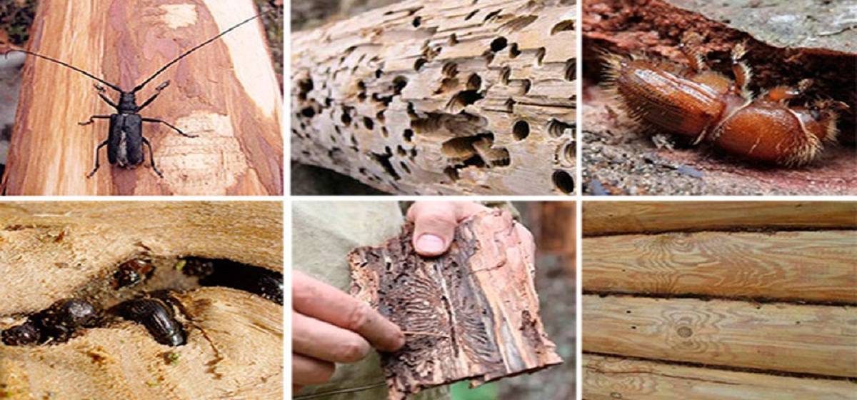 Дома с короедом: как от них избавиться в деревянном доме