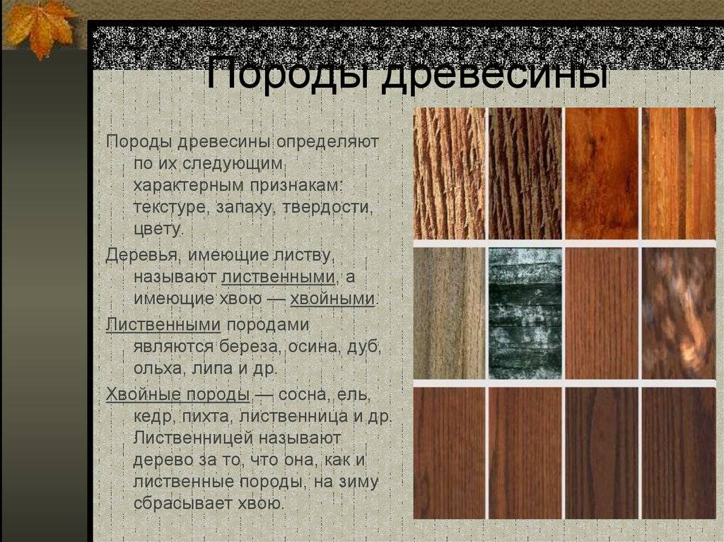 Как выбрать древесину для постройки дома - обзор пород древесины, рекомендации, какую лучше выбрать