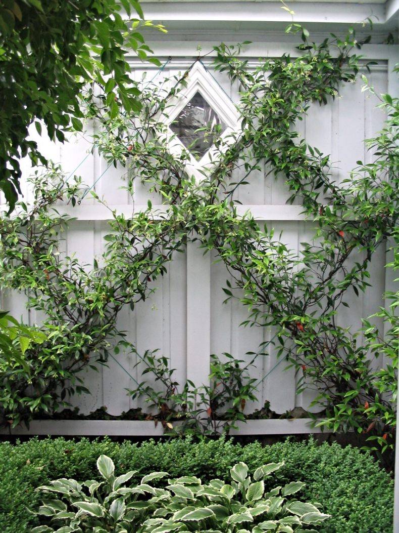 Как вырастить лианы на стенах частного дома. Какие растения для этого подойдут