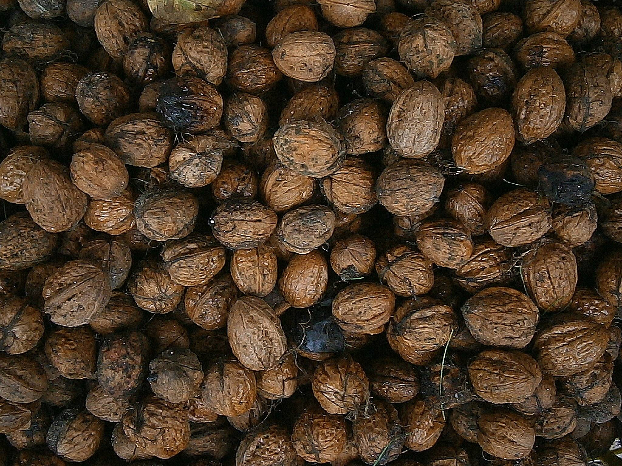 Описание грецкого ореха и особенности его выращивания