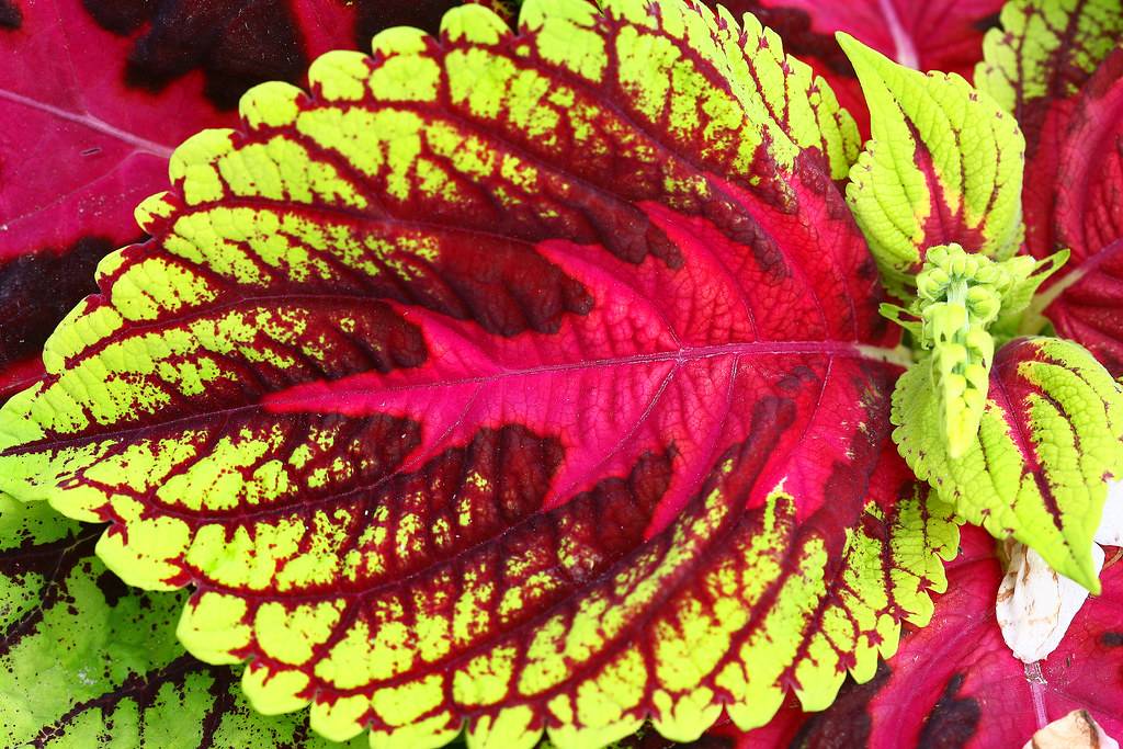 Декоративно-лиственные комнатные растения (48 фото): описание пестролистных цветов, с бордовыми и полосатыми листьями, других