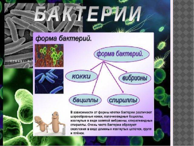 Основное место жительства бактерий
