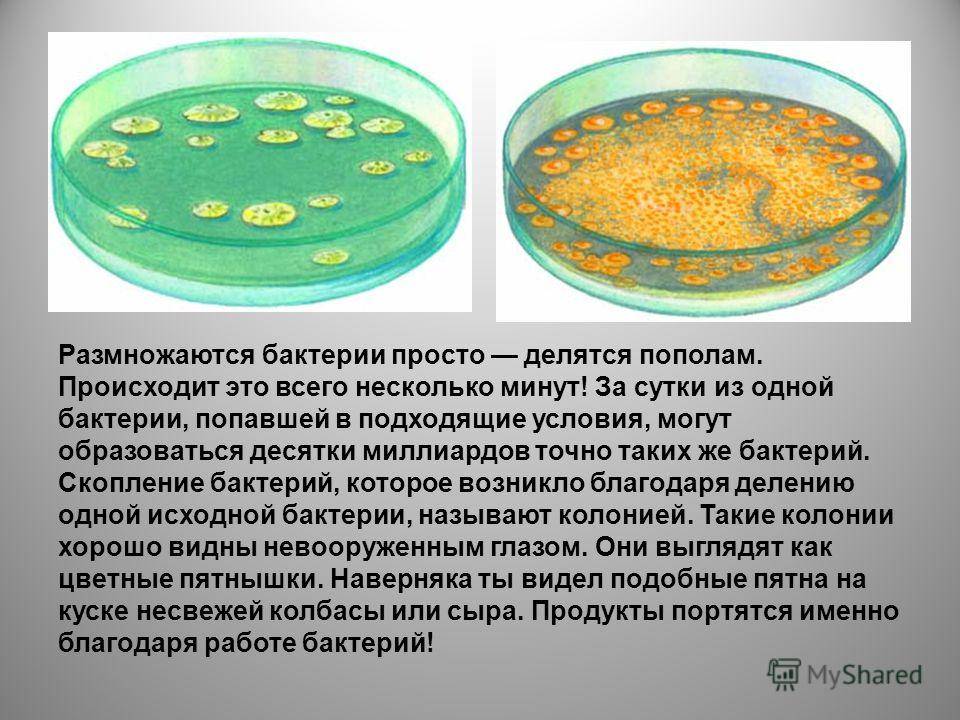 15 мест в вашем доме, которые кишат бактериями