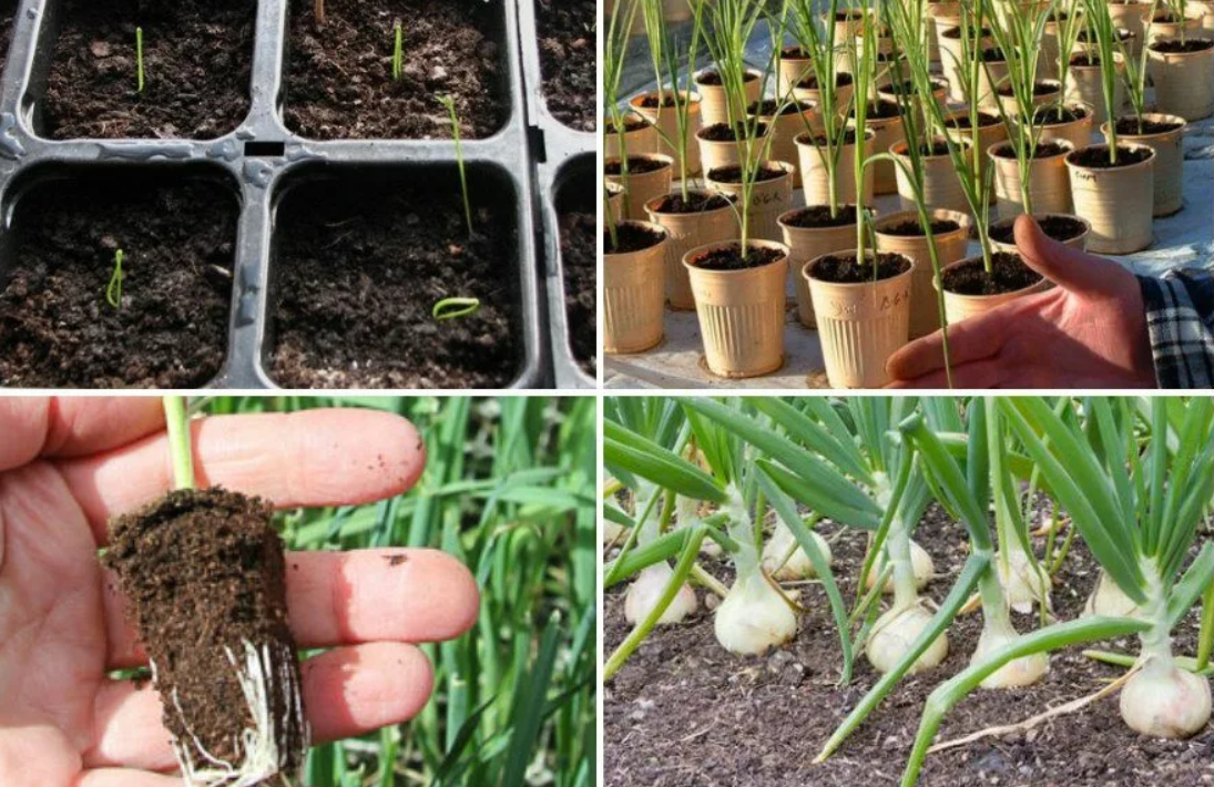 Как вырастить лук из семян: обработка семян, подготовка грунта к посадке, нюансы посадки и ухода