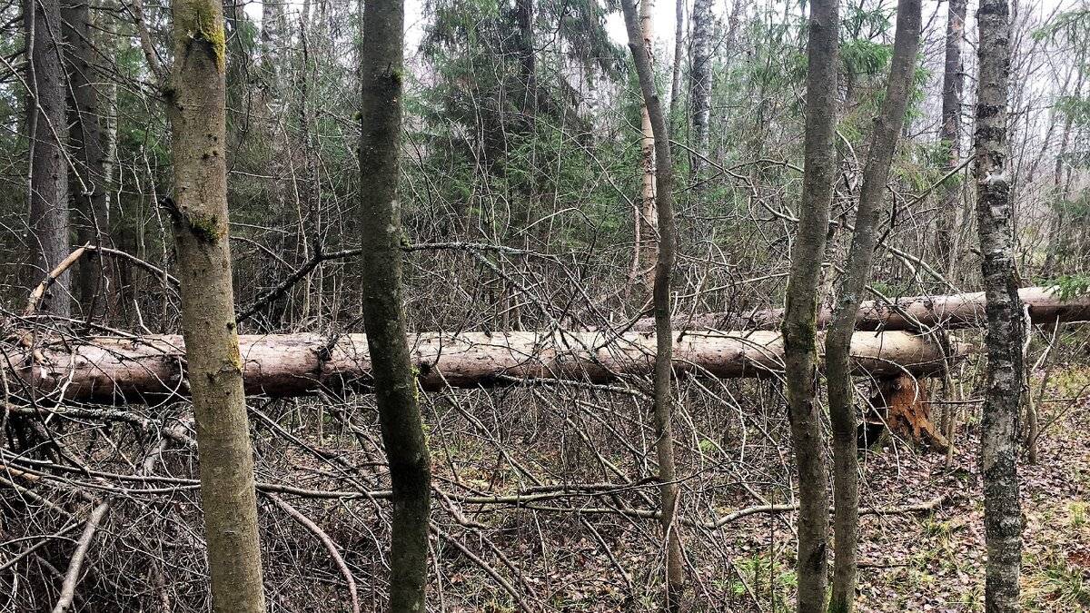 За сбор валежника и дров в лесу может грозить штраф или уголовная ответственость
