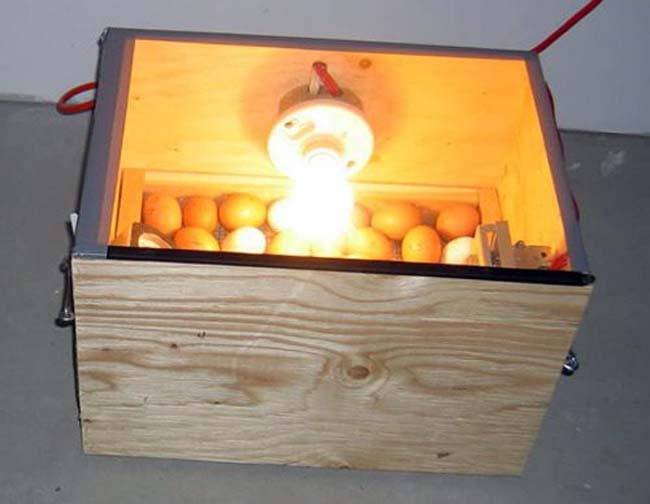 Поворотный механизм для инкубатора своими руками. как сделать инкубатор своими руками: пошаговые инструкции как сделать систему переворота яиц
