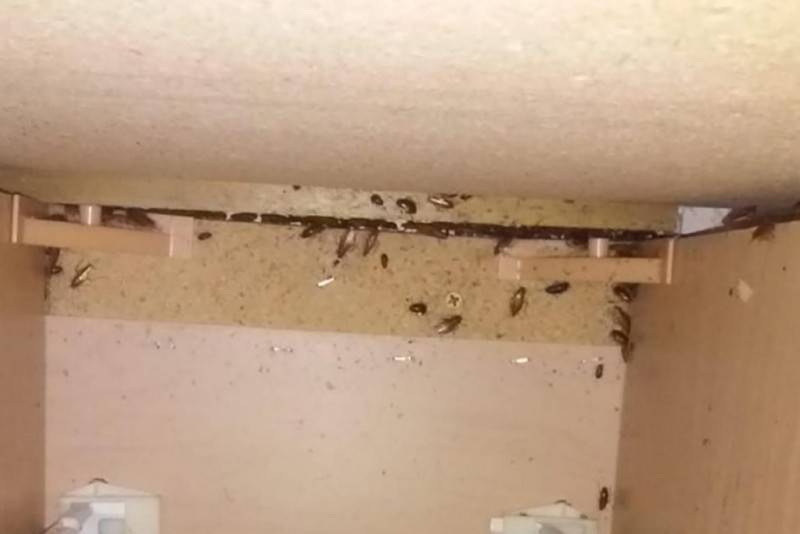 Как навсегда вывести тараканов из квартиры или дома