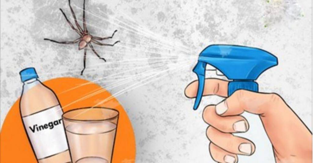 Как избавиться от пауков в доме - wikihow