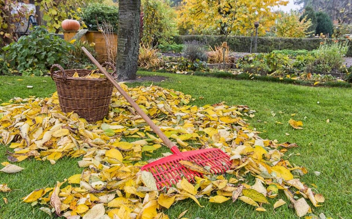 Осенние работы в саду и на даче: что нужно успеть, и почему это время года лучше лета - Обзор