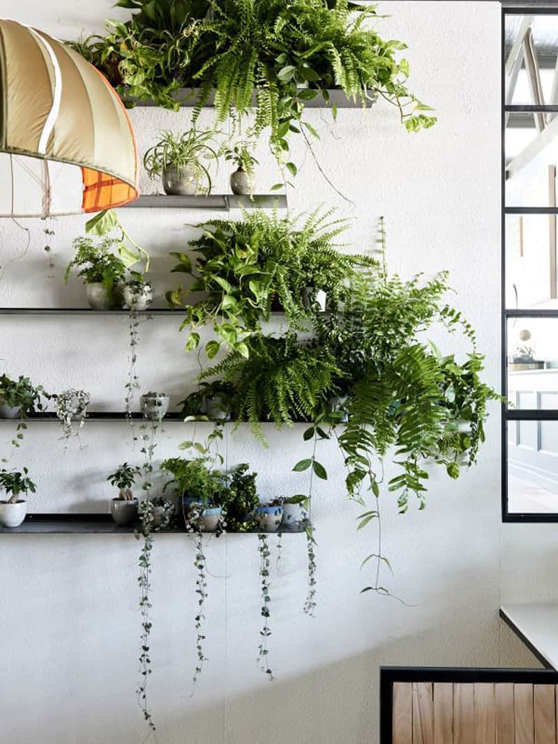 Комнатные растения в интерьере квартиры: оформление дизайна растениями