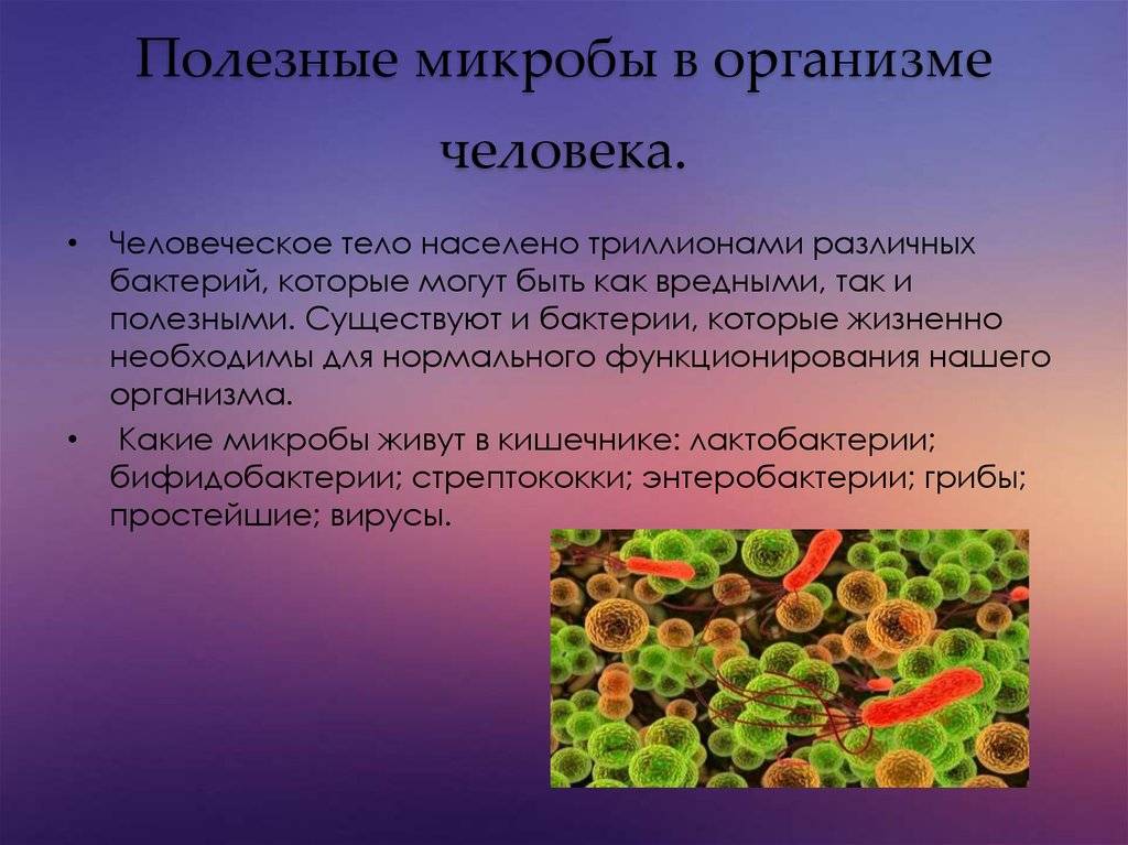 Бактерии – кто это такие, какие признаки их отличают от других организмов и что про них надо знать