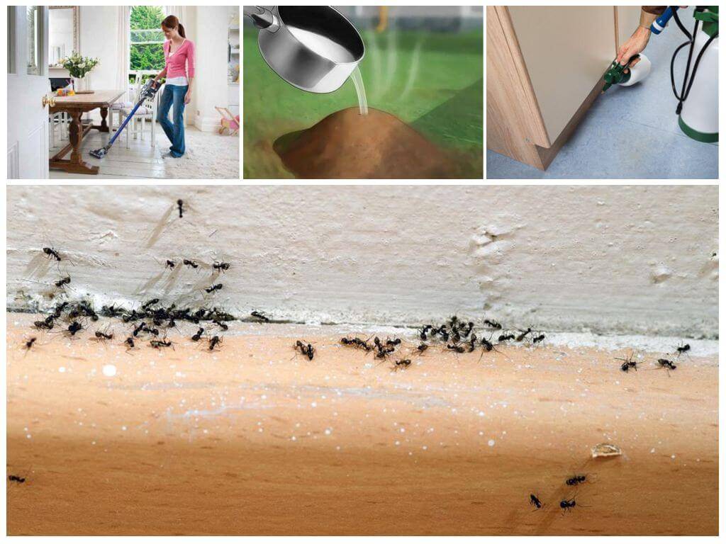 Как навсегда избавиться от муравьев в доме: народные средства в домашних условиях