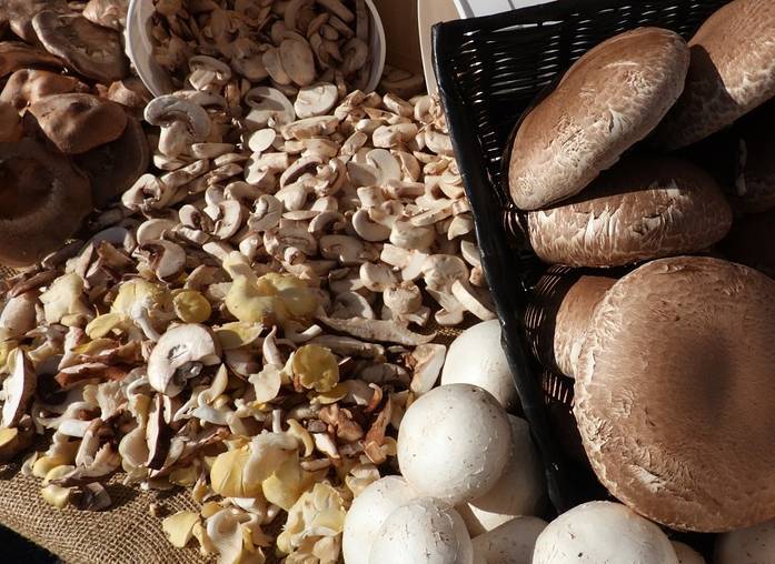 Как сушить грибы в домашних условиях: сколько сушить, в сушилке, духовке, на улице, в печи