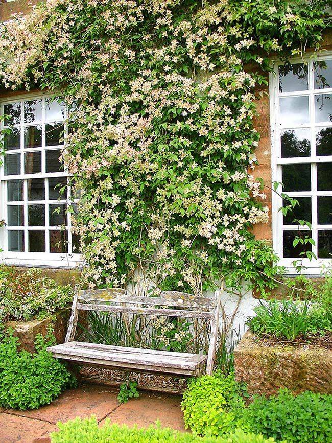 Вертикальное озеленение в ландшафтном дизайне на даче в саду: быстрорастущие цветы, конструкции из сетки
 - 22 фото