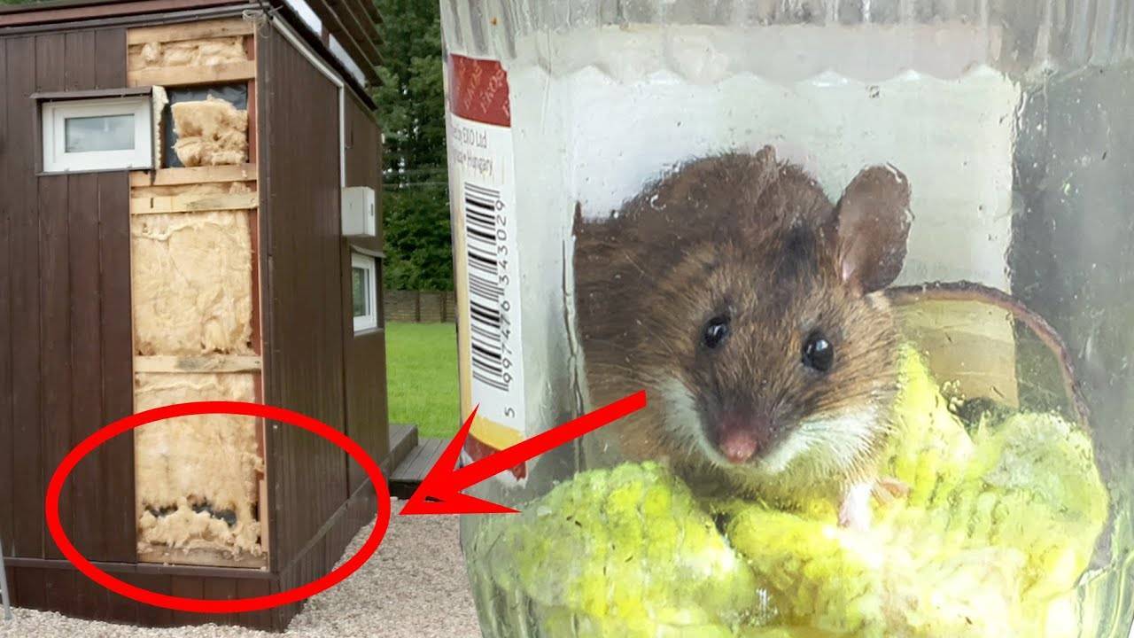 Что делать, если в доме появились мыши: простые способы избавления от грызунов : мозаика на портале newsland
