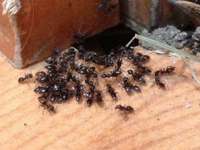Как вывести из дома муравьев народными средствами: черных, красных, белых