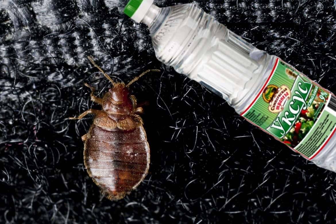 Выведение тараканов в квартире