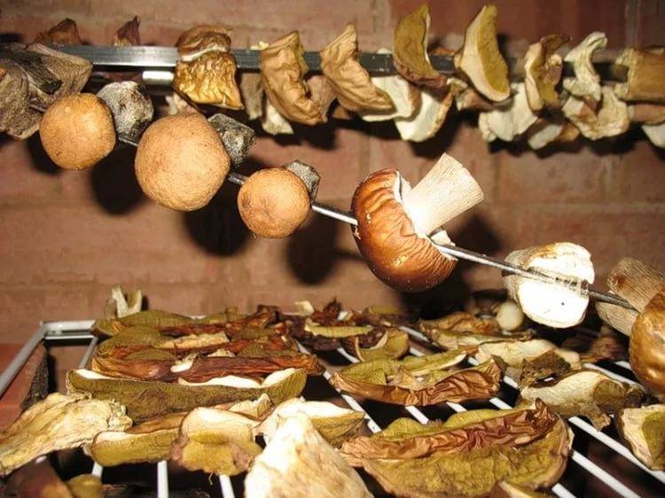 Как сушить грибы в духовке в домашних условиях правильно – температура