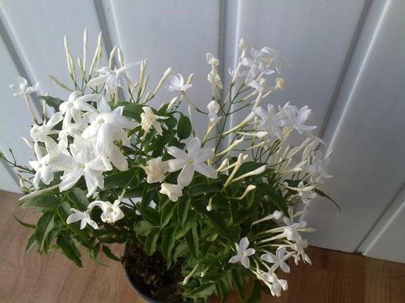 7 домашних растений, которые пахнут лучше новомодных ароматизаторов
