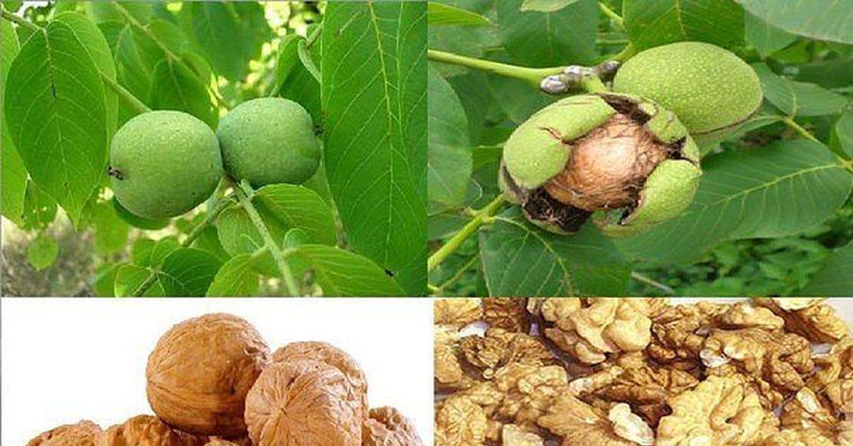 Древесина грецкого ореха свойства и применение