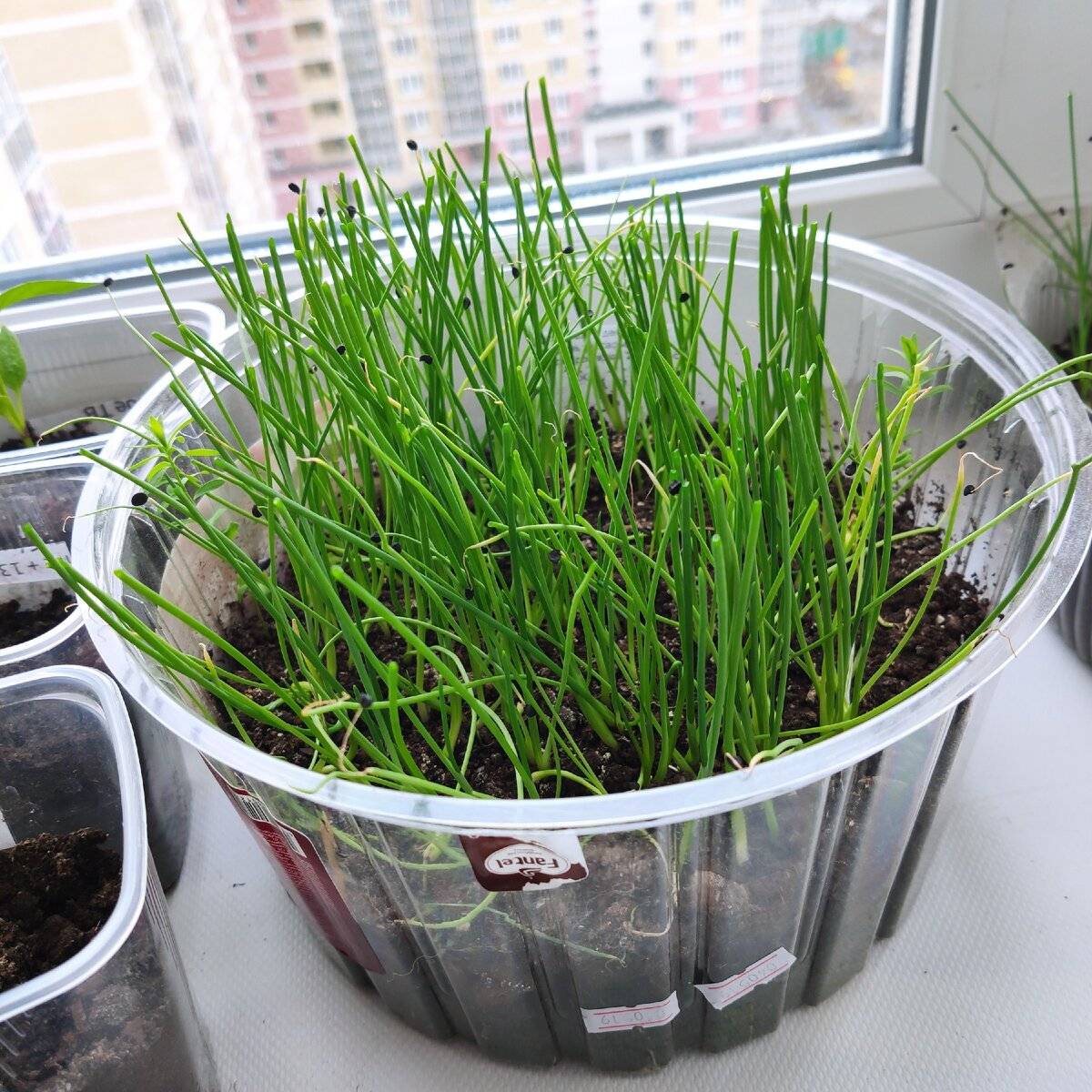 Выращивание лука из семян за один сезон через рассаду: как вырастить в домашних условиях, когда  сажать, пошаговая инструкция