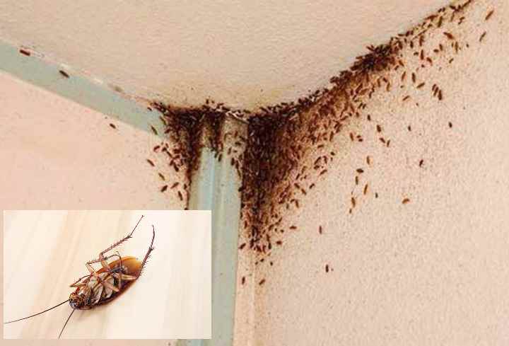 11 советов, как избавиться от тараканов в доме - строительный блог вити петрова