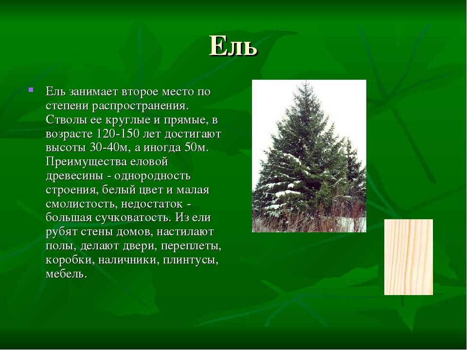 Эбеновое дерево – где используется, оригинальные изделия и интересные факты про эту древесину